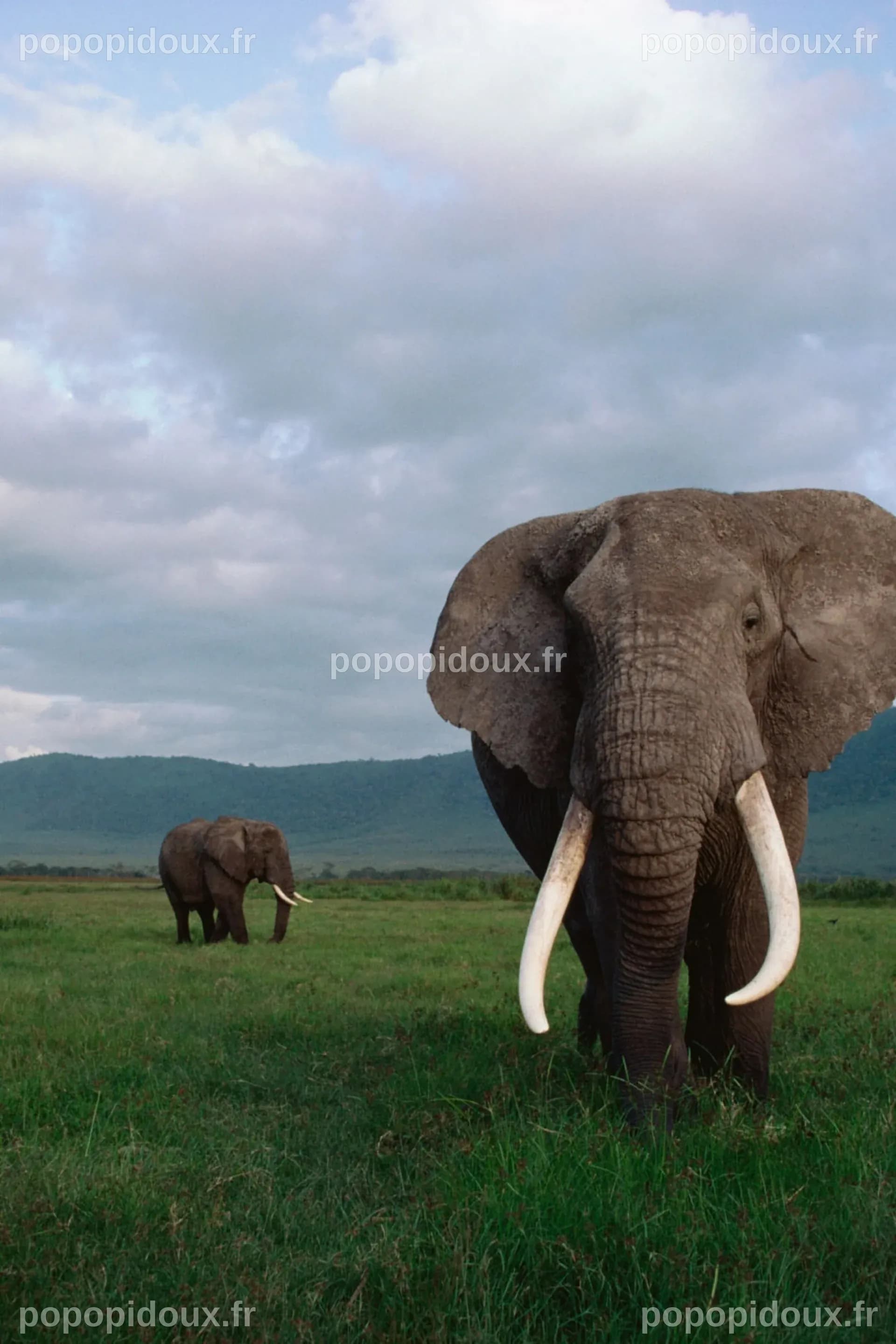 Un Guide de Safari, Qui Avait Déclaré Préférer Être Tué par un Élément Plutôt Que de Tuer l'un d'Eux, Péri par un Éléphant Chargeant
