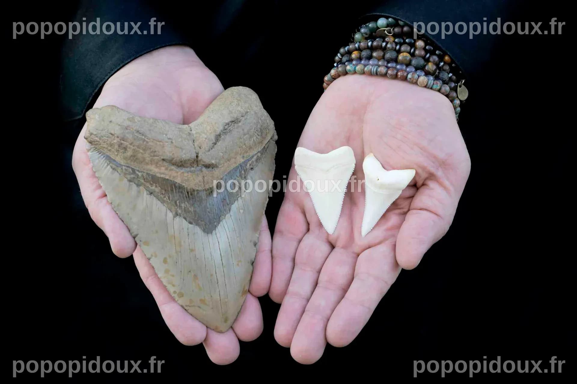 Millions of years ago, the megalodon ruled the oceans – why did it ...
