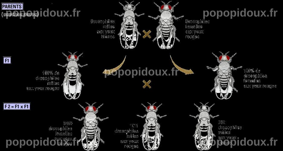 L'impact génétique des sécheresses sur les drosophiles sur quatre générations