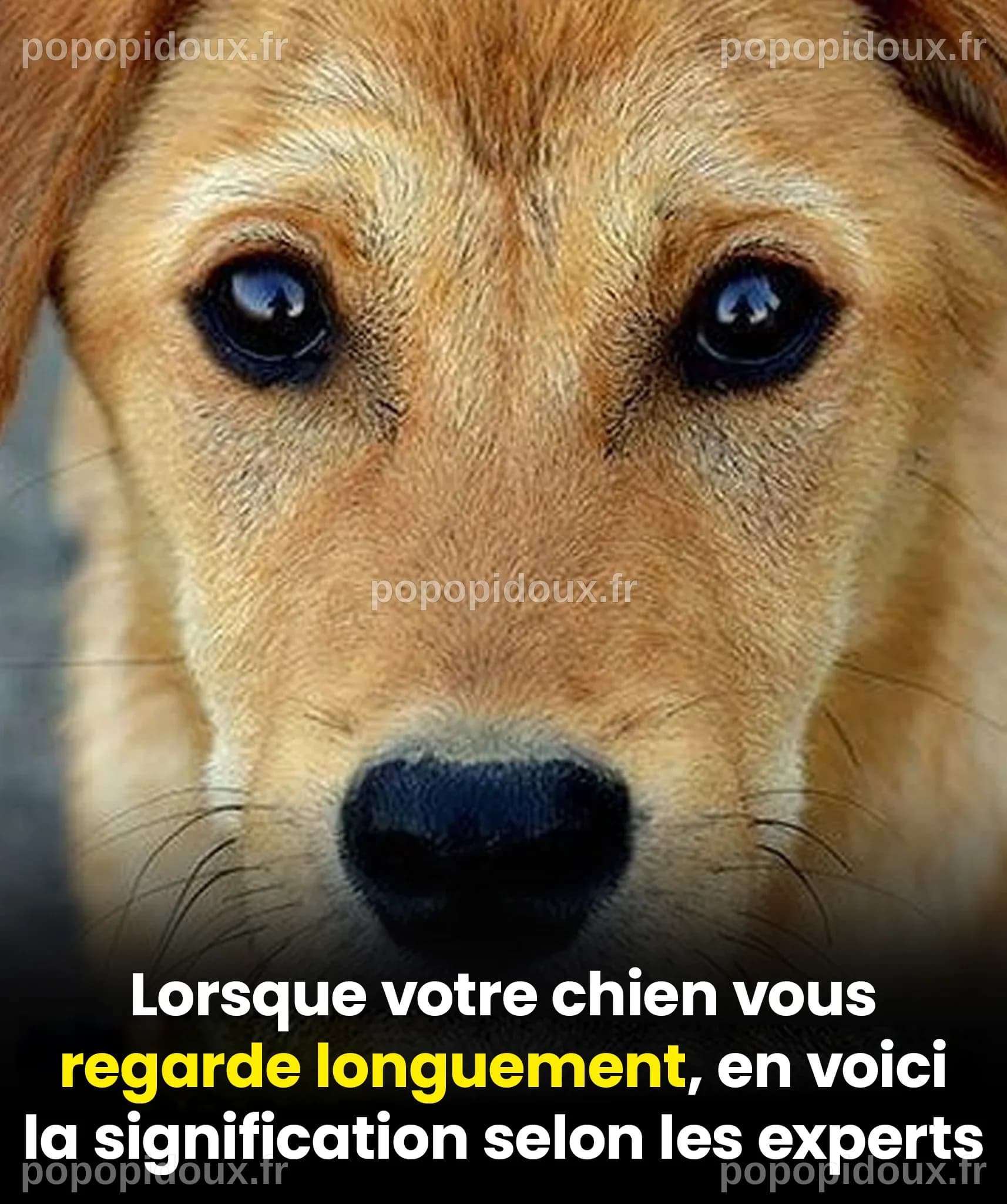Ce que votre chien exprime quand ses yeux se posent sur vous - Astuces ...