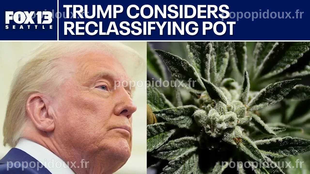 President Trump considers reclassifying marijuana in the US - YouTube