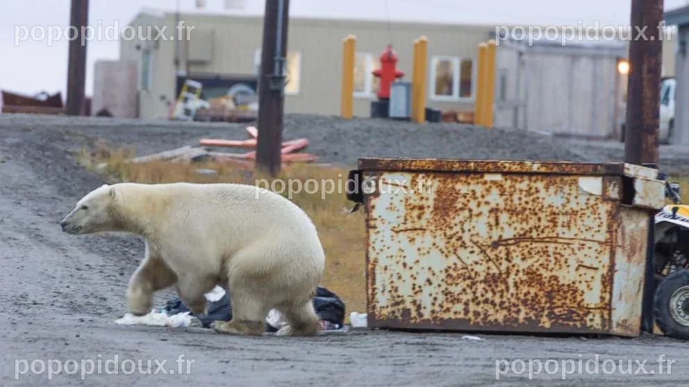 Alaskan town's polar bear problem leads to tourism boom - Good Morning ...