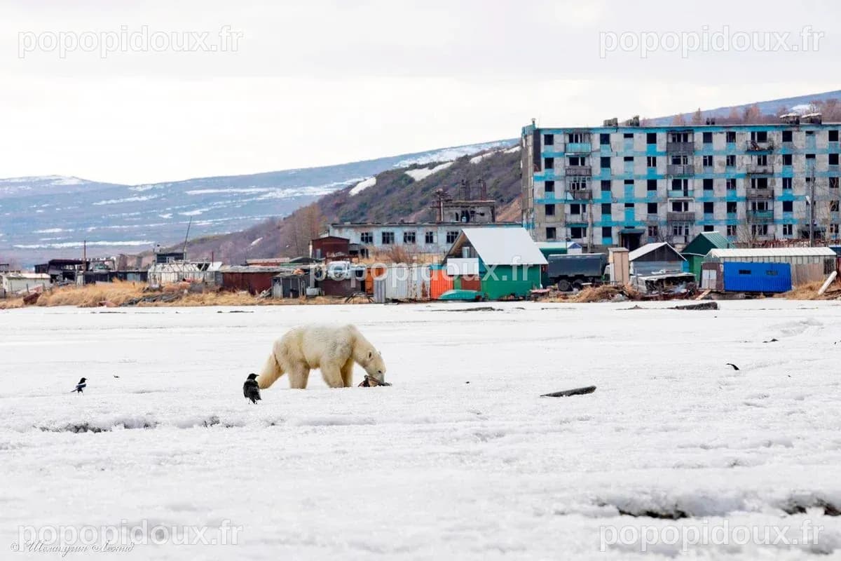 Un petit village arctique en Alaska tente de relancer son industrie touristique des ours polaires
