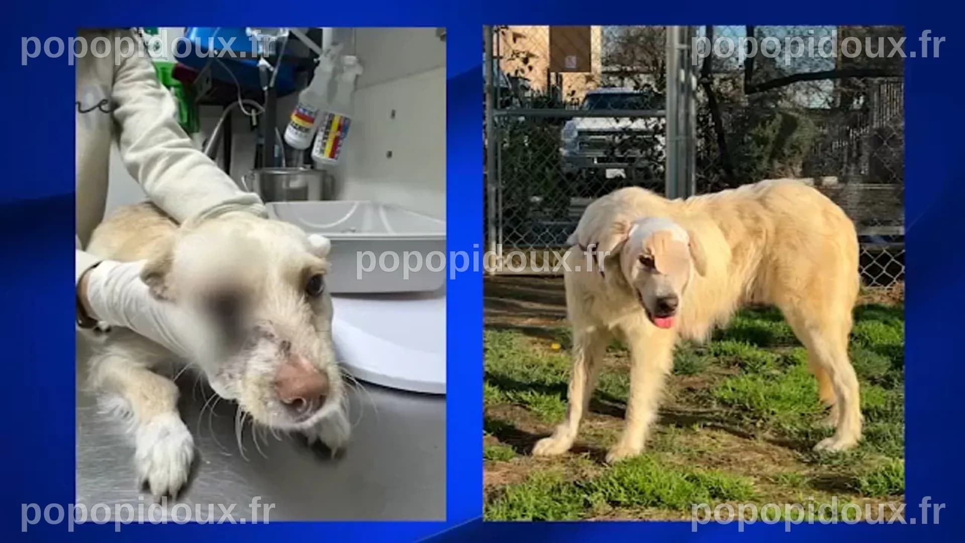 Animal Abuse Before And After