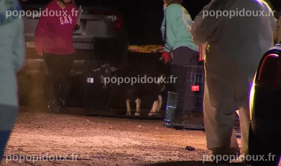 Une femme au Mexique arrêtée pour maltraitance animale après le sauvetage de plus de 160 animaux