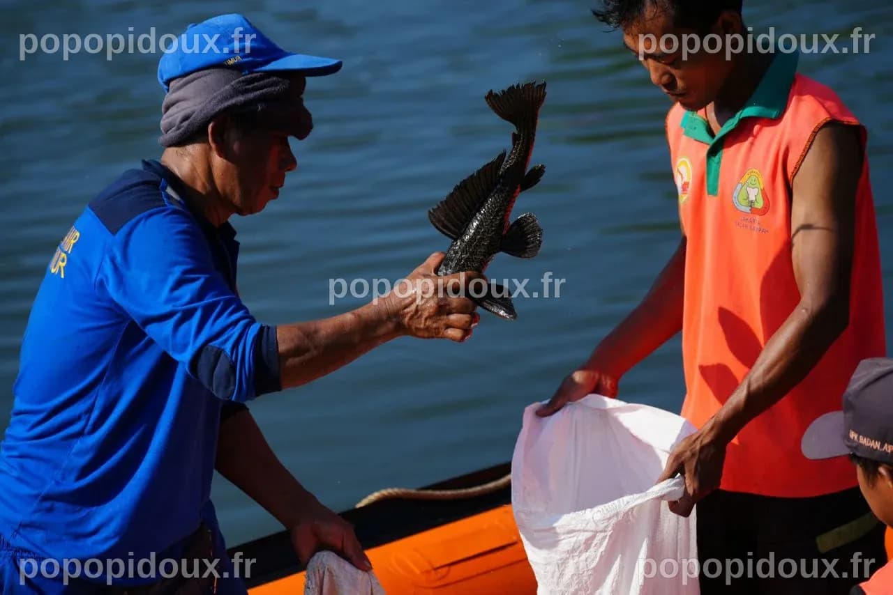 Explosion of invasive 'janitor fish' sparks mass removal operation in ...