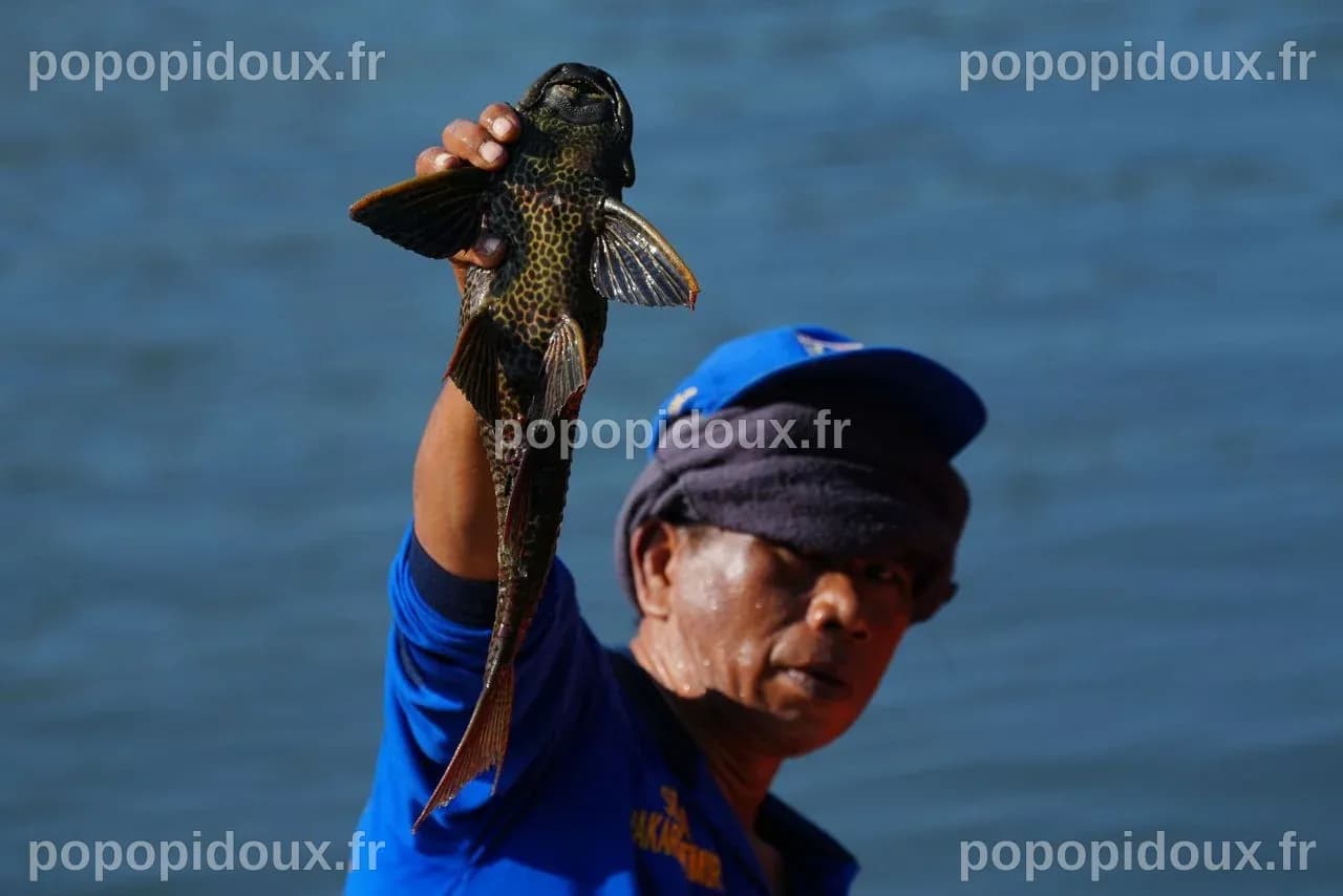 Explosion of invasive 'janitor fish' sparks mass removal operation in ...