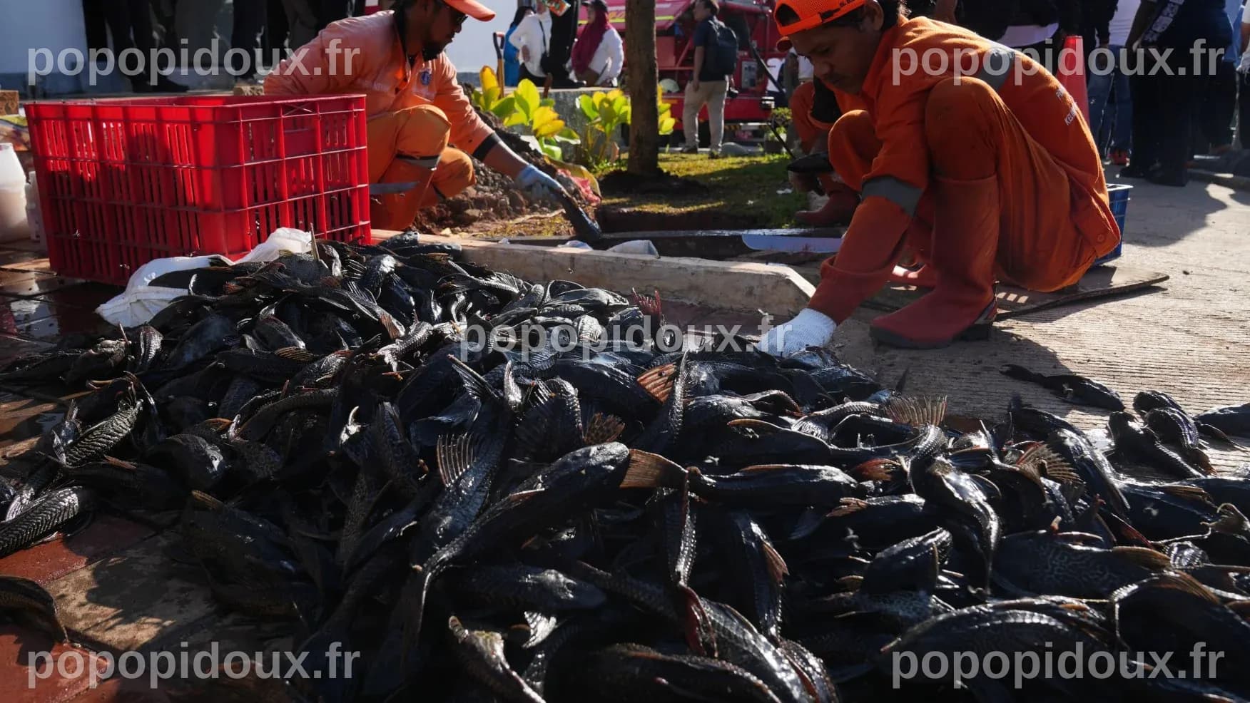 Une invasion de poissons 'homme de ménage' déclenche une opération massive d'élimination à Jakarta