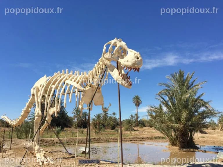 Le marché florissant des fossiles de dinosaures au Maroc