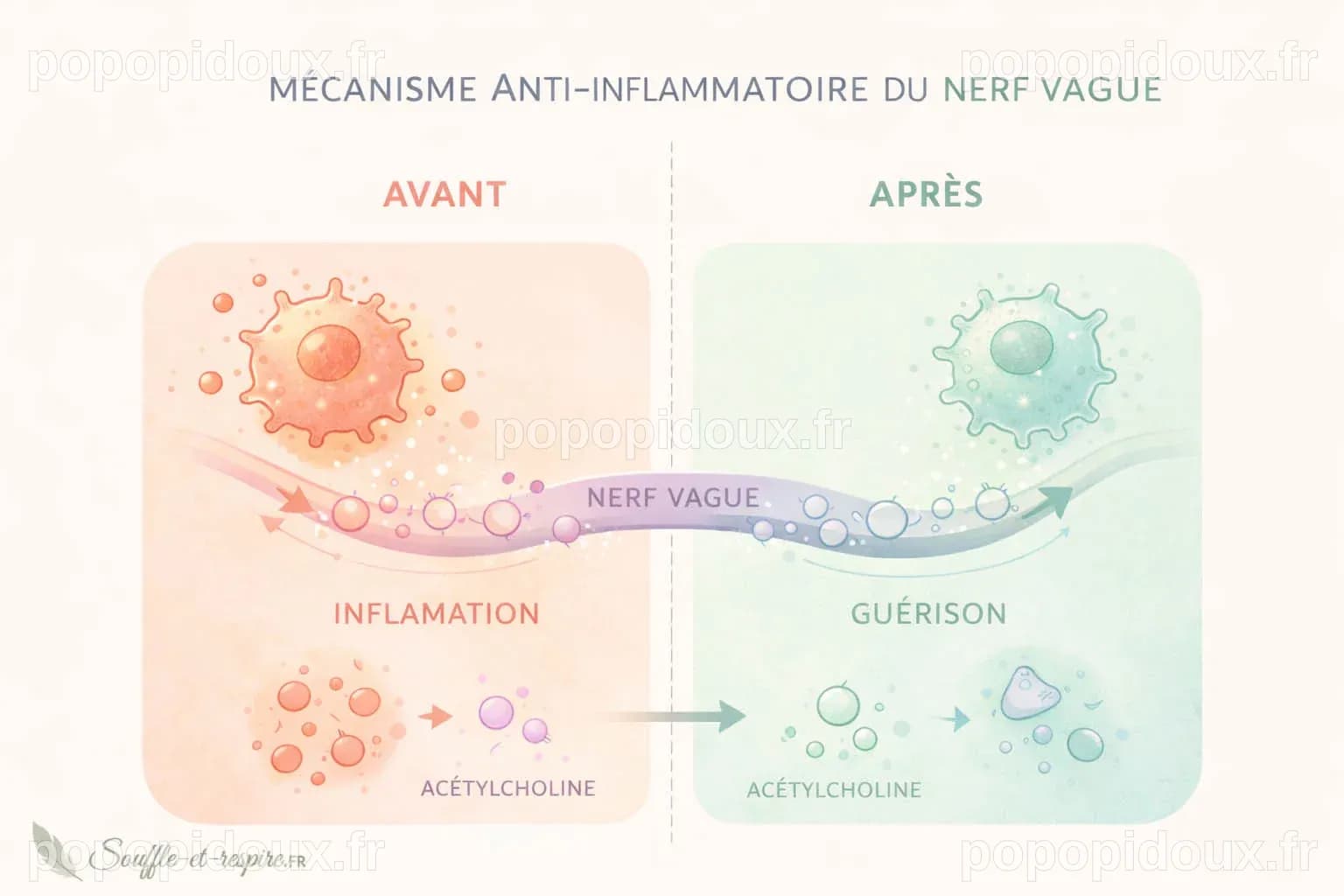 Le nerf vague : un interrupteur naturel contre l'inflammation ?