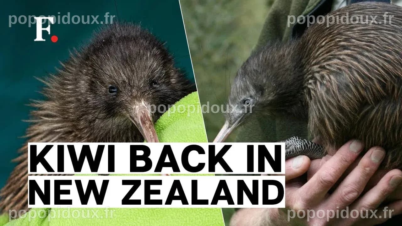 New Zealand Kiwi Bird New Zealand Kiwi Keyring – Kiwi Corner Dairy