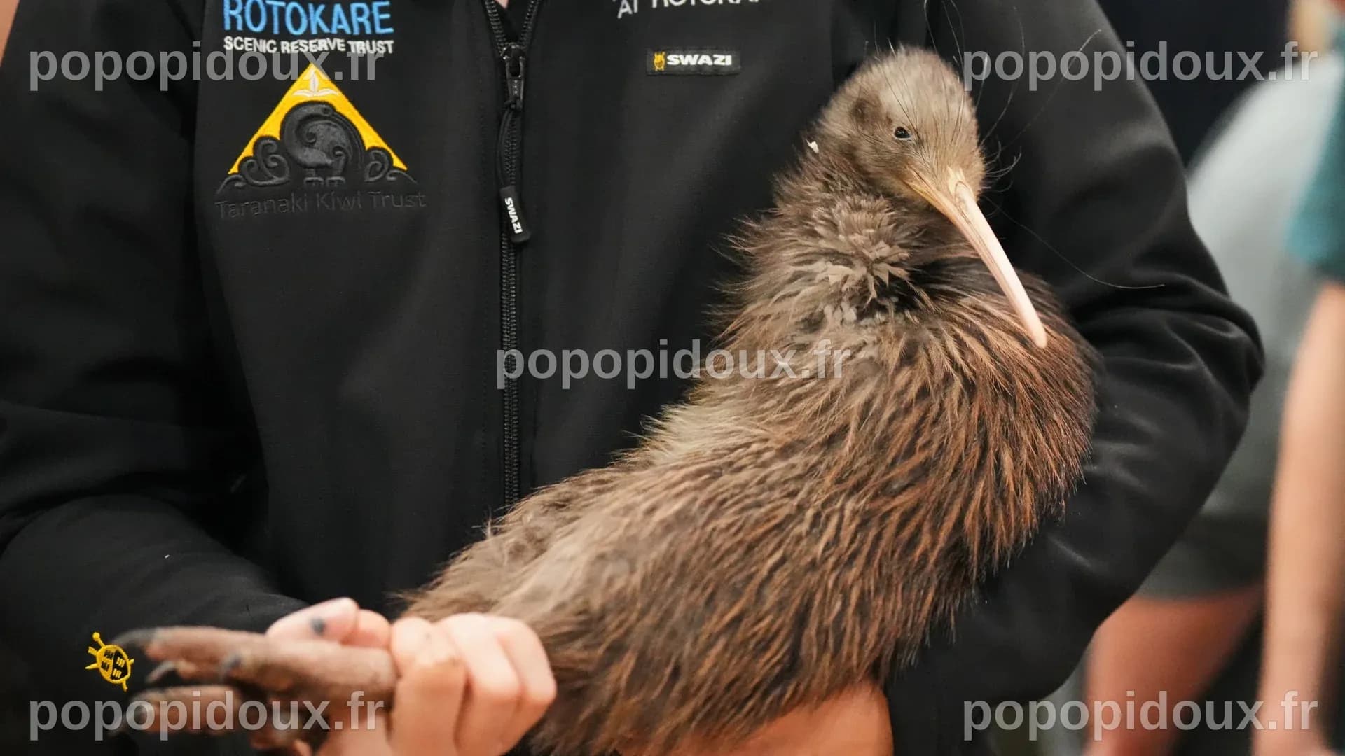 A citizen campaign returns iconic kiwi birds to New Zealand’s capital ...