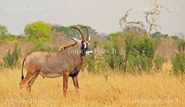 Une entreprise américaine se fixe pour objectif de ressusciter l'antilope bleue, chassée jusqu'à l'extinction