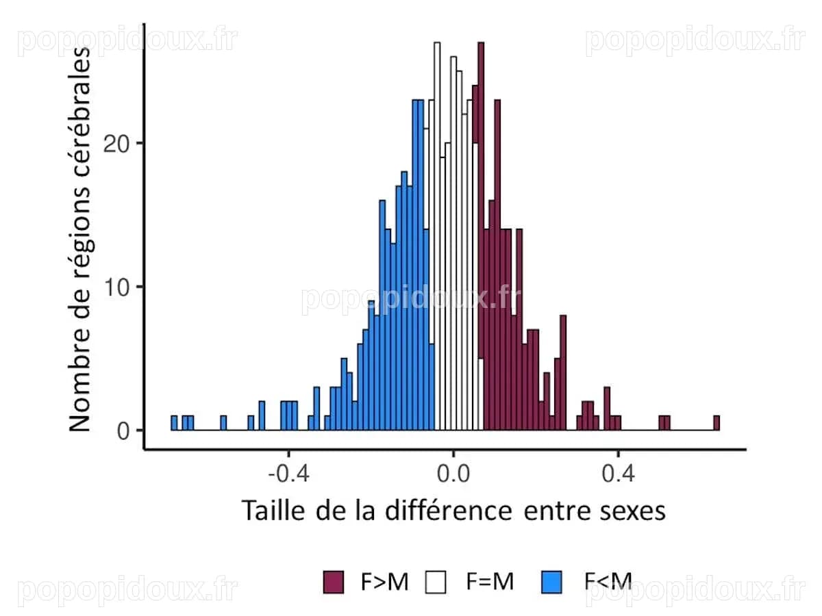Les différences cérébrales entre les sexes ne se réduisent pas aux ...
