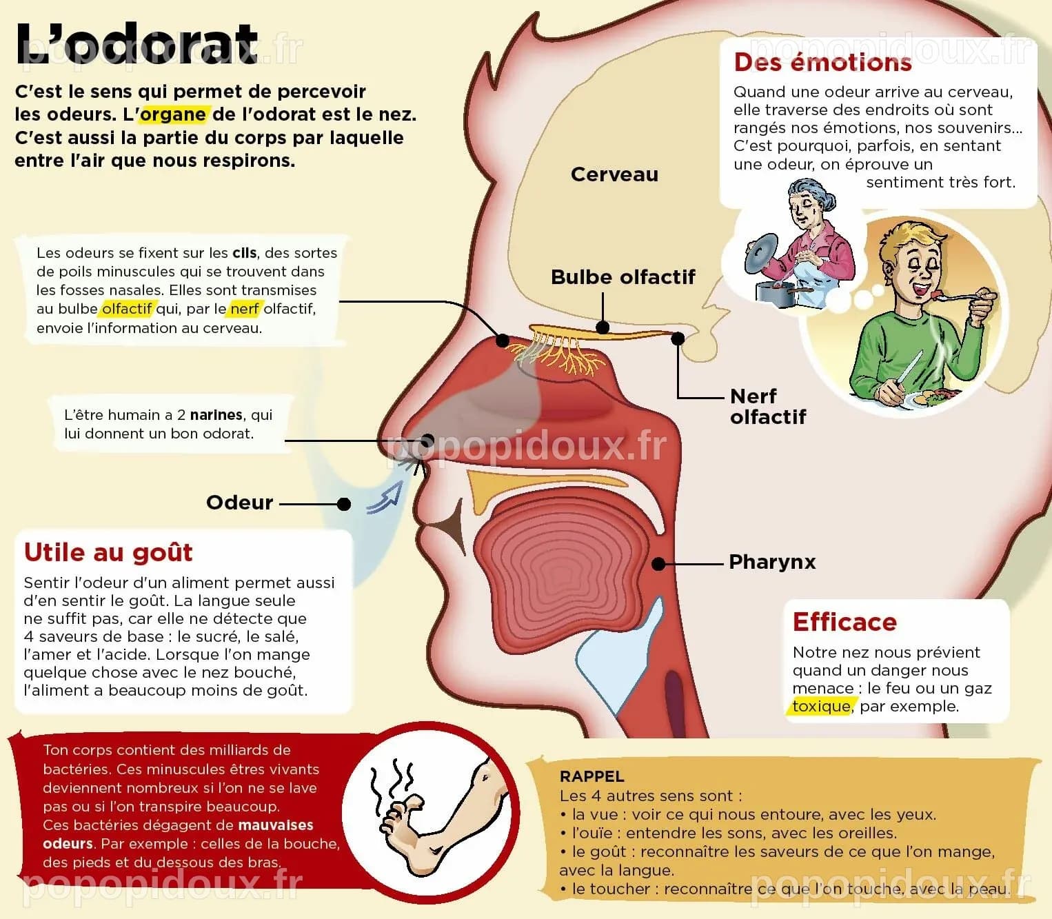 Une nouvelle carte révélée : la science déchiffre le sens de l'odorat