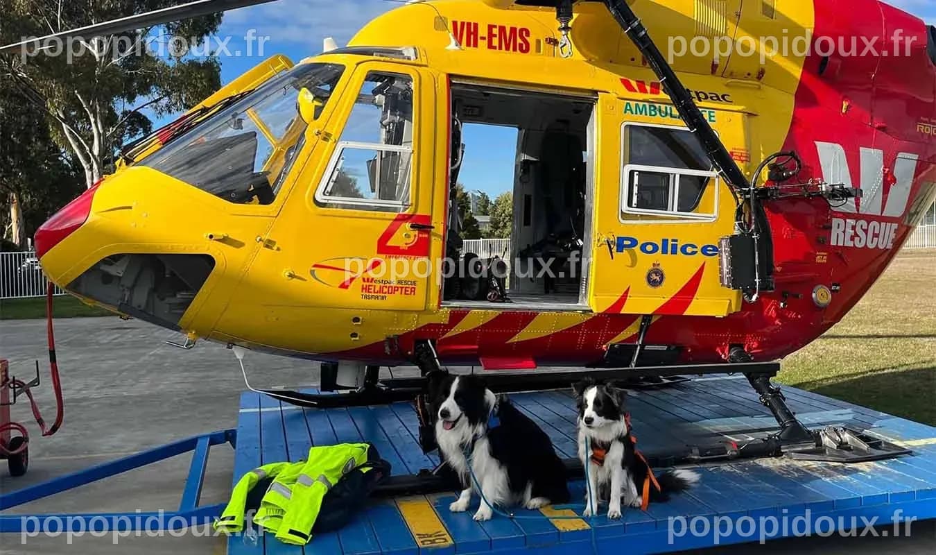 Un chasseur retrouvé sain et sauf après une recherche complexe impliquant hélicoptère, drones et chien de détection