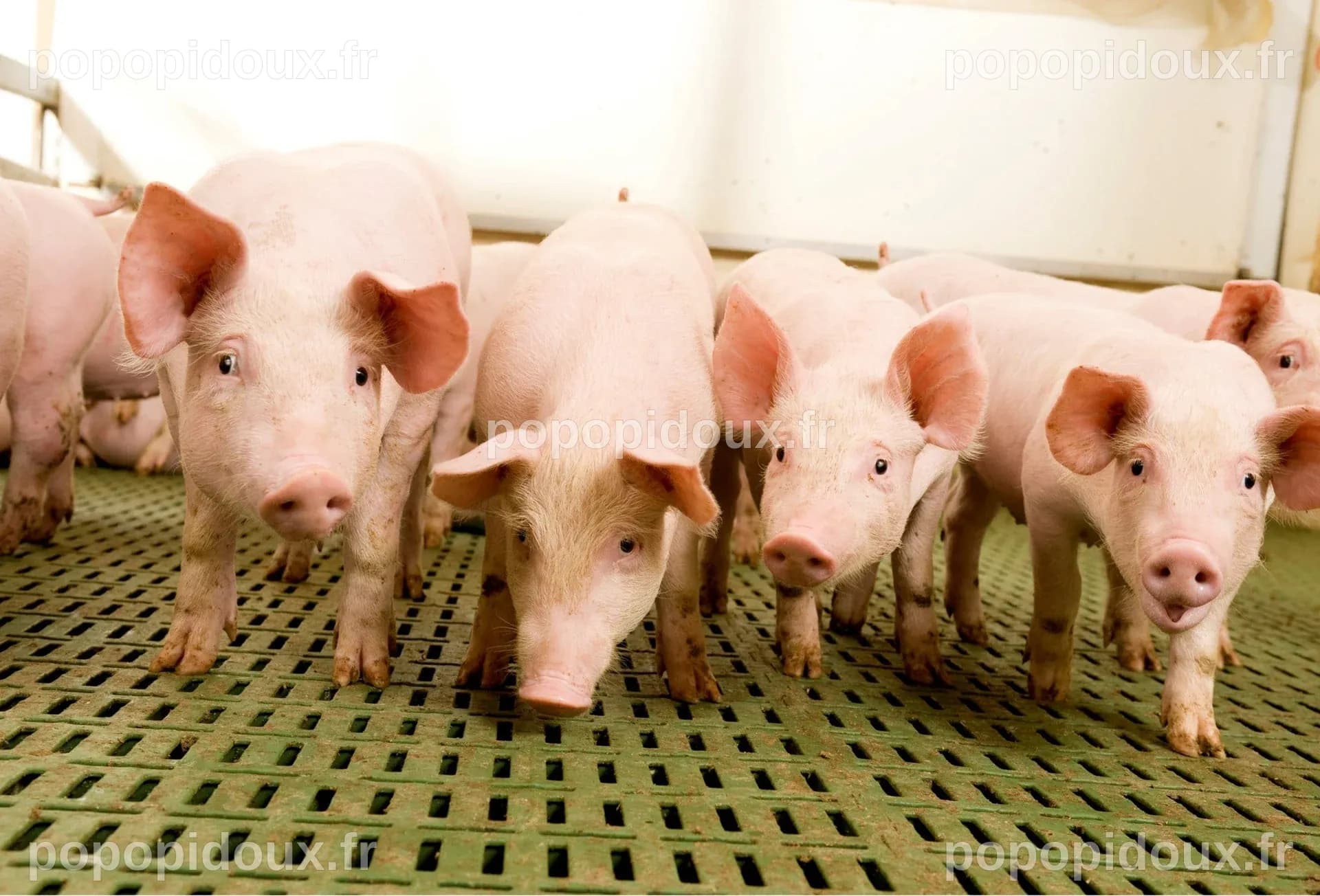 Santé intestinale porcs
