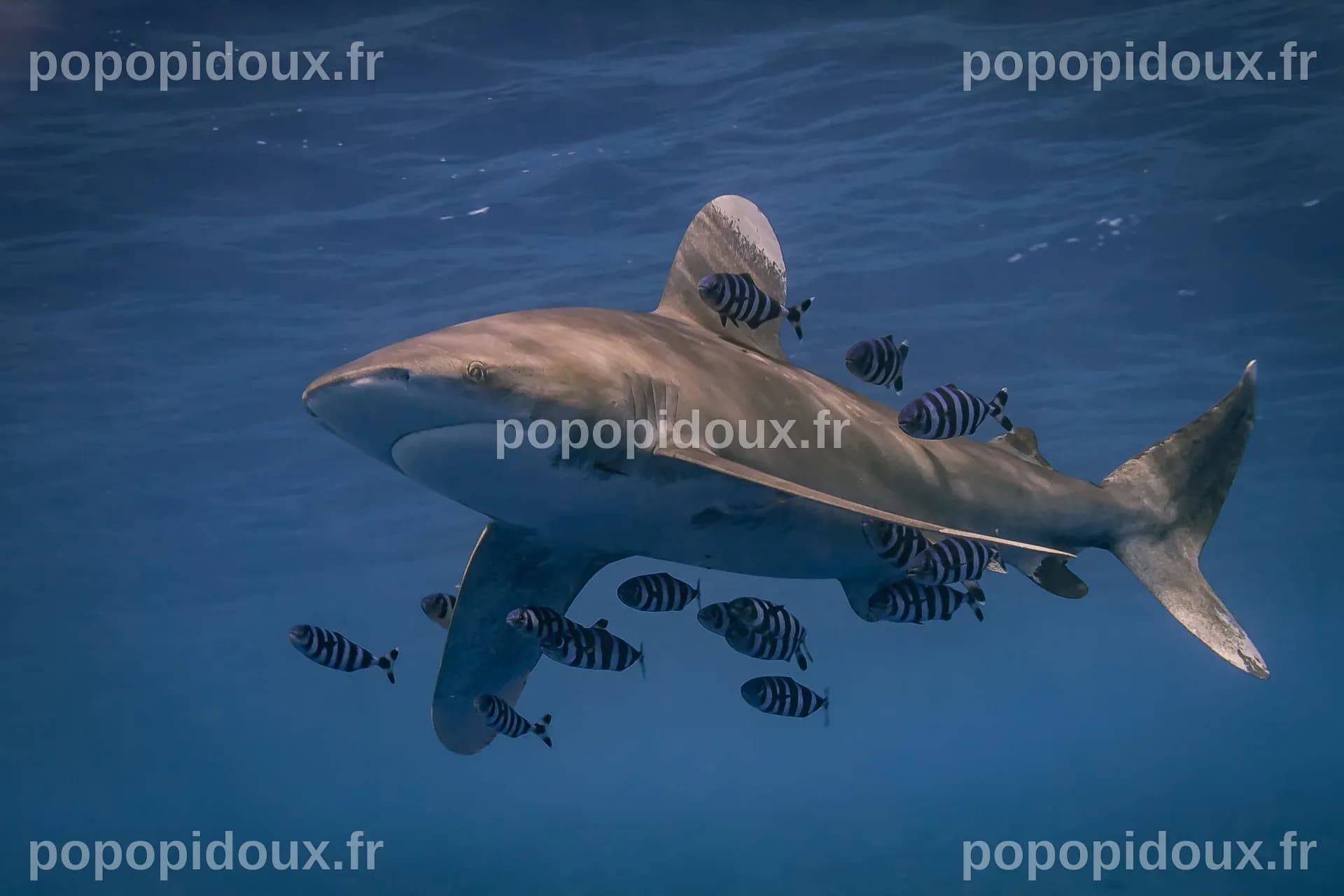 Les grands prédateurs marins ont du mal à s’adapter au réchauffement ...