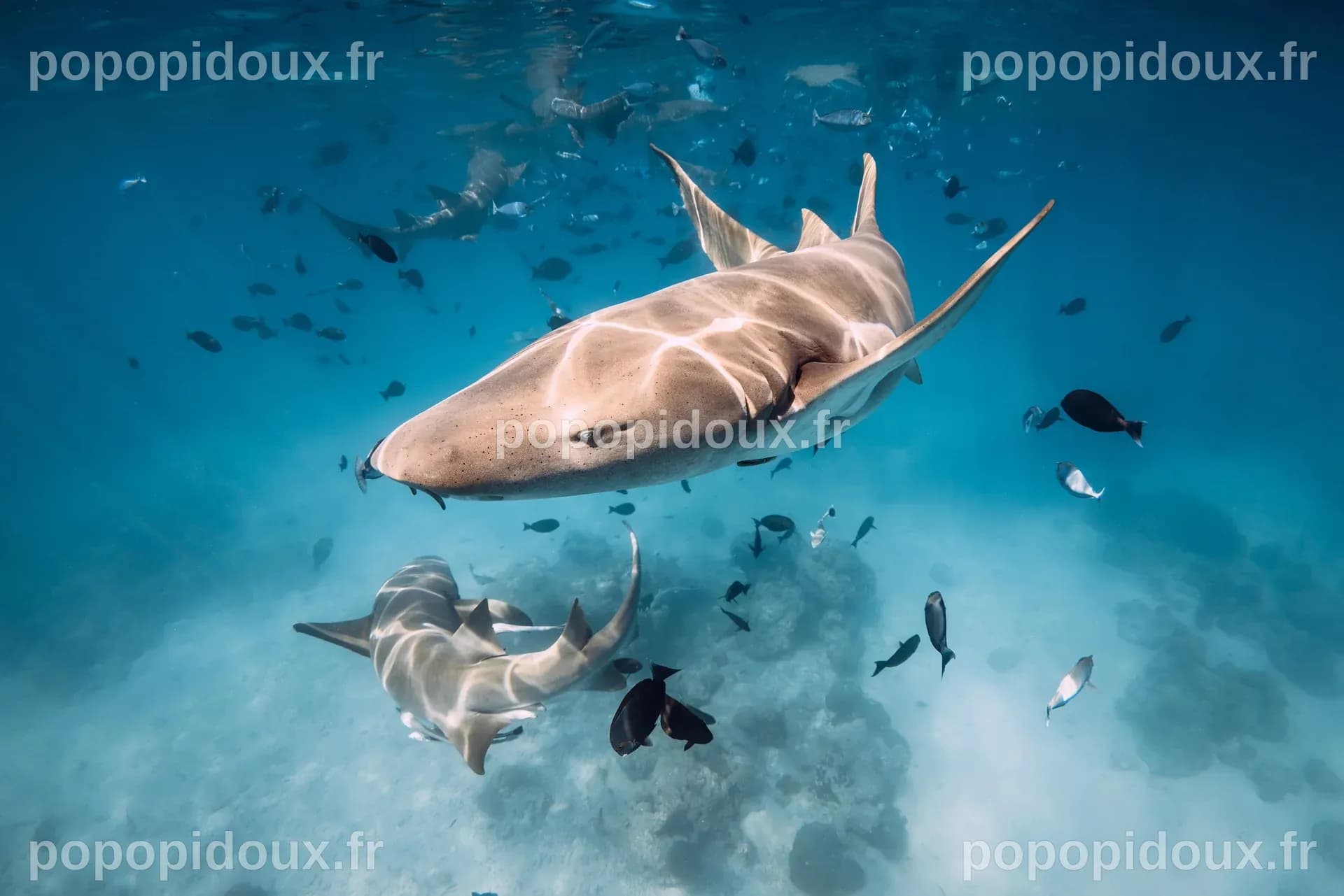Les Requins Sentinelles : Des Prédateurs Qui Pourraient Transformer Nos Prévisions Climatiques