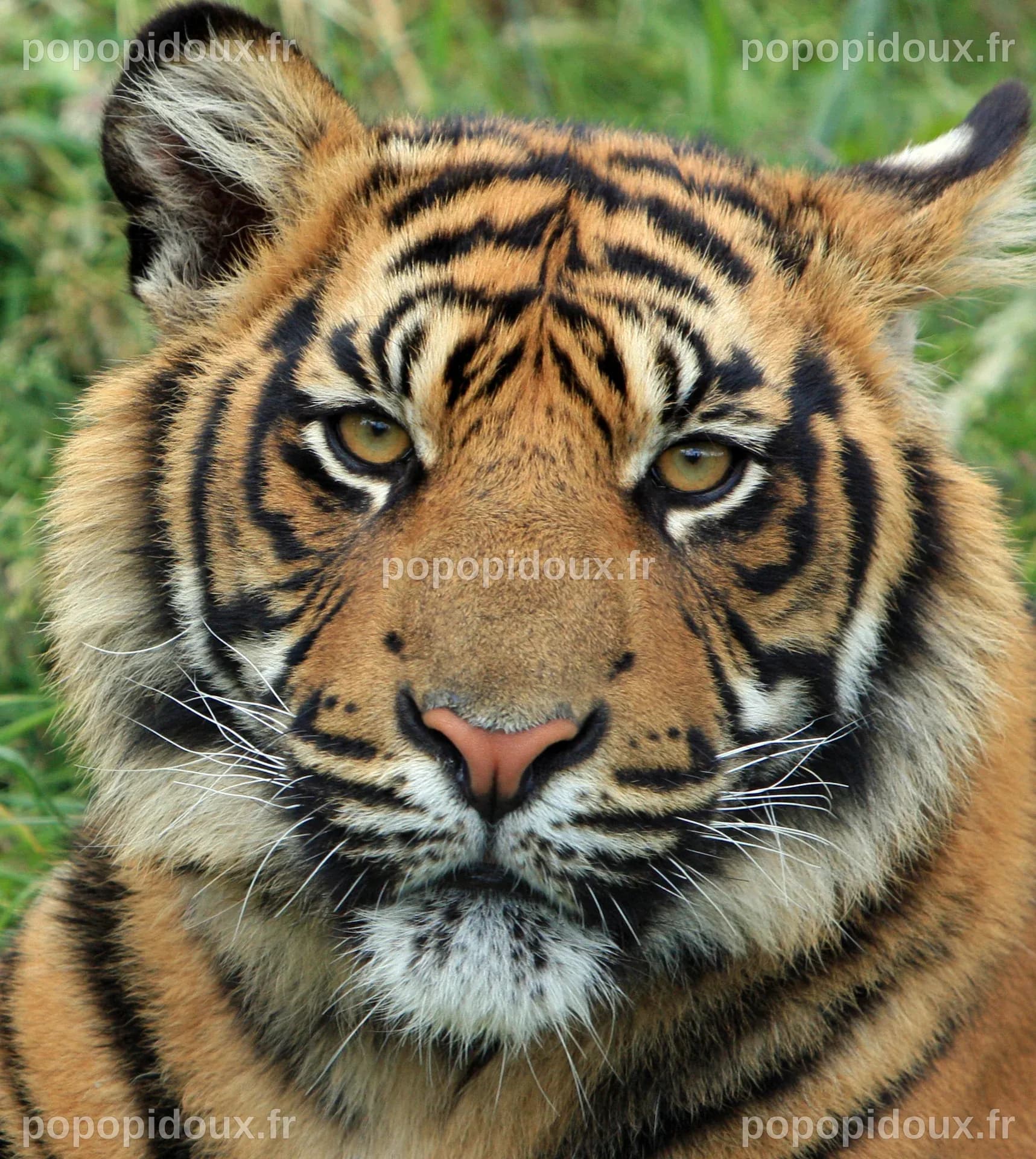 Tiger Cub Portrait Free Stock Photo - Public Domain Pictures