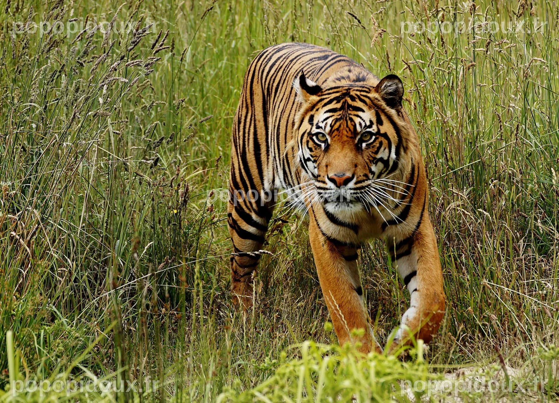 Tiger Free Stock Photo - Public Domain Pictures