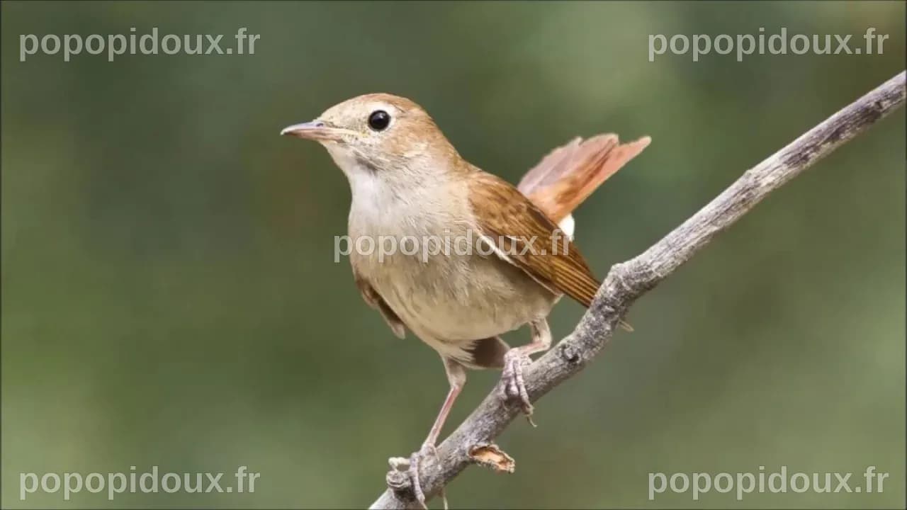 طائر العندليب [الحسنية] تغاريد متميزة - YouTube
