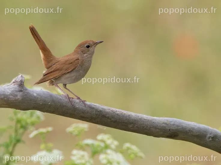Common Nightingale - eBird | Nightingale, Brown bird, Body art tattoos