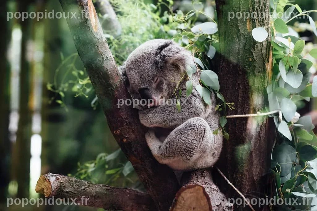 Un Animal Rare en Danger de Disparition Filmé dans un Arbre du Wisconsin